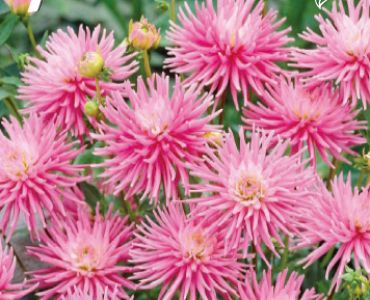 Далия Decorative Park Princess (ниска)