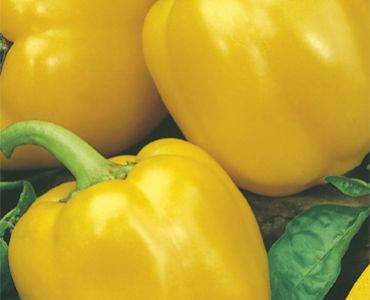 пипер Калифорнийско чудо жълт`SG