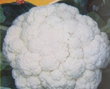 карфиол Снежна топка