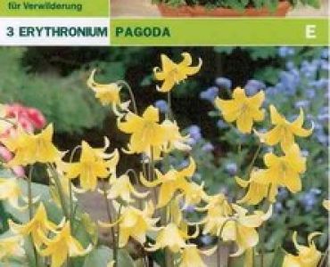 Еритрониум (Erytronium pagoda)