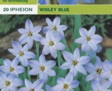 Ифейон (Ipheion Wisley Blue)
