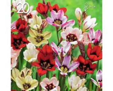 Спараксис Микс 20 луковици