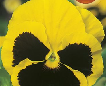 Теменуга Жълта с черен център`SG