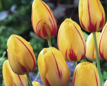 Лале striped  la courtine