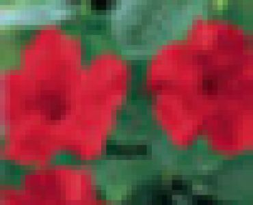 дипладения Червена