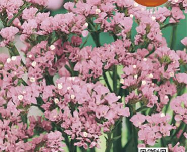 Лимониум - розов`SG