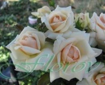 Облагородена катереща роза Флоров: Каталожен номер 31