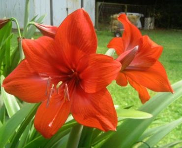Амарилис (Amaryllis Hippeastrum) Orange