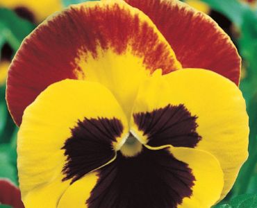 Теменуга Жълта с черно`SG