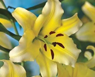 лилиум ориенталски Жълт