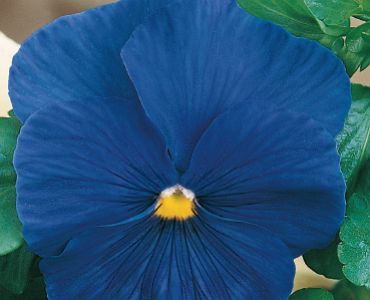 Теменуга синя`SG