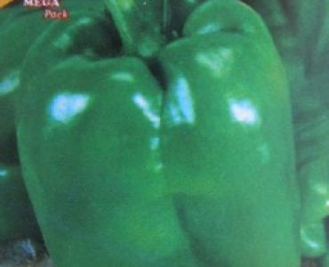 пипер Калифорнийско чудо (зелен)