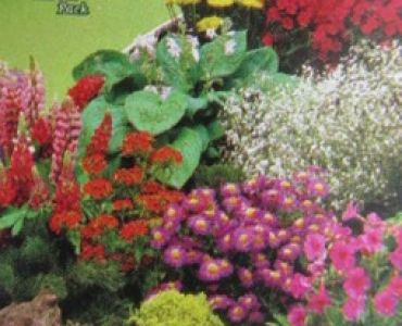 Цветен микс за алпинеум