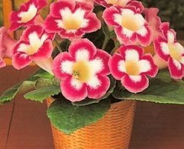 глоксиния Blanche de Meru