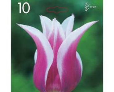 лале Lilyflowering Claudia 1 оп (10 луковици)
