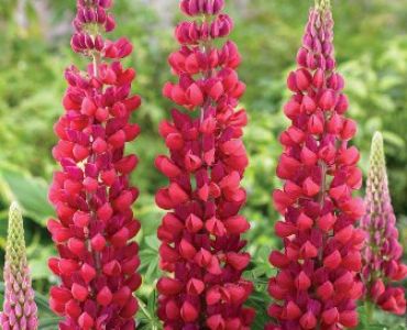 Лупина Червена