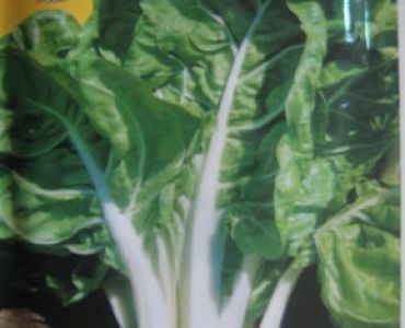 Манголд (Bionda Larga Argentata 2)