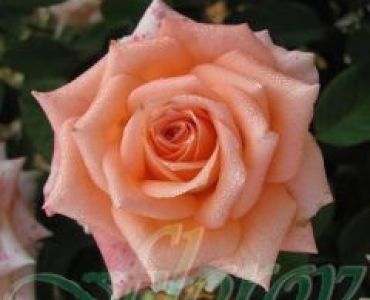 Облагородена храстовидна роза Флоров: Каталожен номер 44