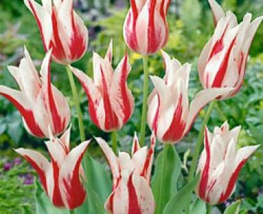 лале Lilyflowering Marilyn