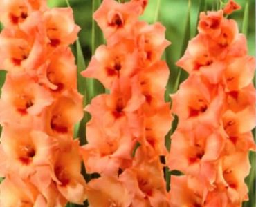 Гладиол Peter pears