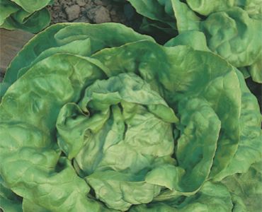 салата Meraviglia d'Inverno`SG