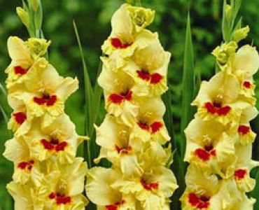 гладиол Jester