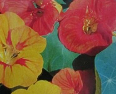 Латинка ниска