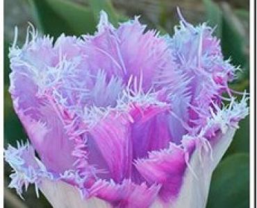 лале Oviedo (пакет - 5 луковици)