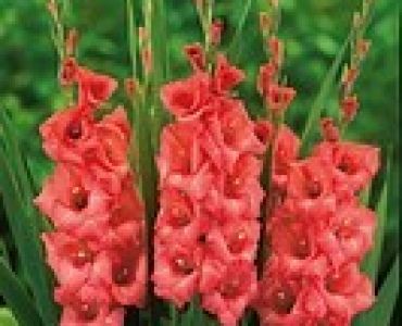 гладиол Applause