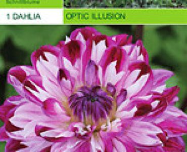 далия Optic Illusion