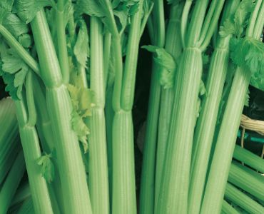 целина Sgaravatti`SG