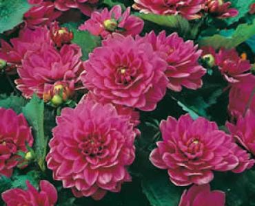 Далия Bluesette