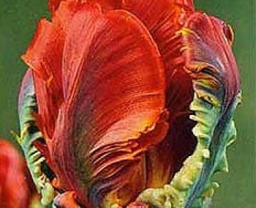 лале Parrot Rococo