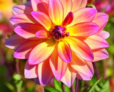 далия Pacific Ocean