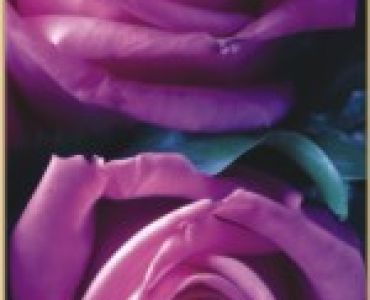 Храстовидна роза 007