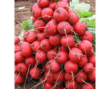 Репички Виена