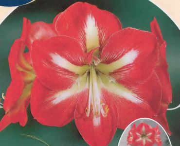 Амарилис (Amaryllis Hippeastrum) Striped