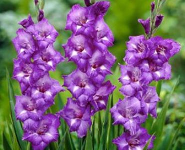 Гладиол Blue Isle