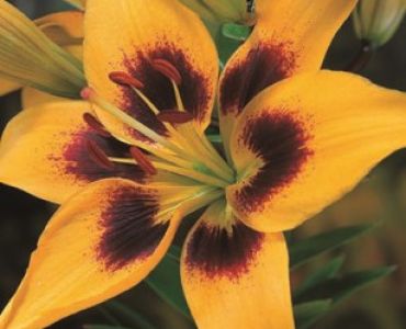 Лилиум Grand Cru 16/18