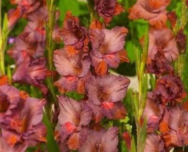 гладиол Old Spice