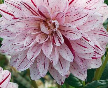 Далия Bright Diamond