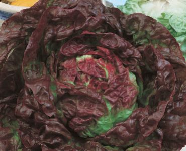 салата Meraviglia delle 4 Stagioni`SG