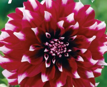 Далия Decorative Contraste