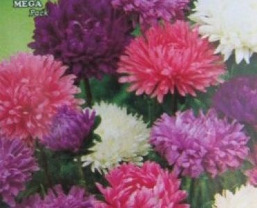 Астра - Калифорнийски гигант