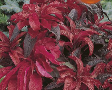 Амарантус Биколор`SG