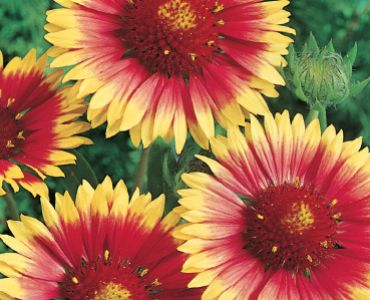 Гайлардия (многогодишна)`SG