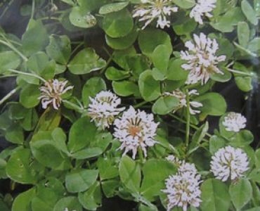 Бяла детелина