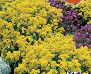 Алисум - жълт`SG