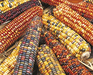 Царевица-декоративна