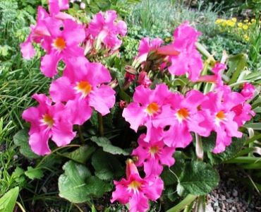 Инкарвилея Delavayi